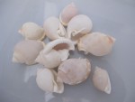 SEMICASSIS